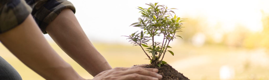 Planting a memorial tree